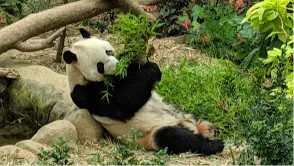  Singapore Zoo